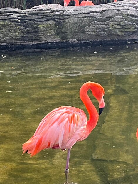 Flamengos coloridos no lago do ecoparque