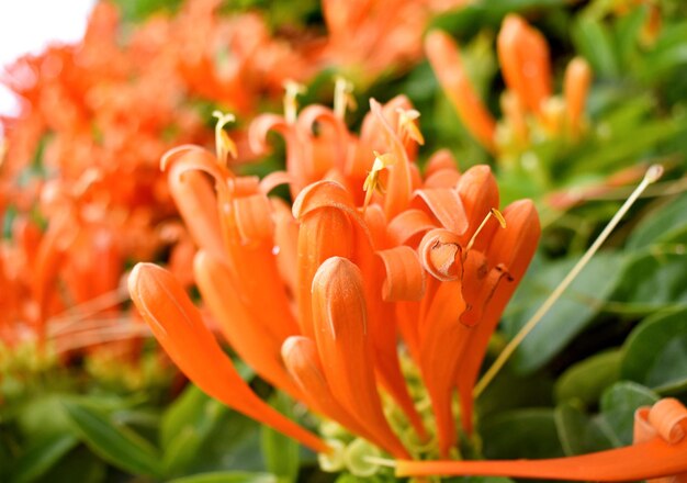 Foto flamevine o trompeta naranja en un jardín vertical en nainital india familia bignoniaceae