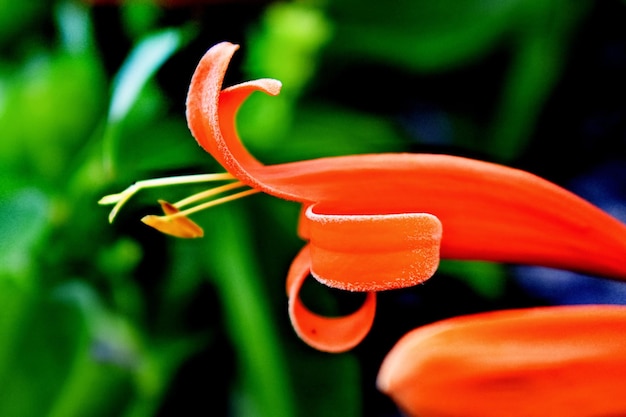 Foto flamevine ou trompete laranja em um jardim vertical em nainital índia família bignoniaceae