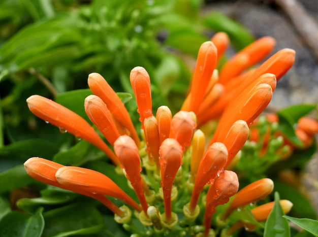 Flamevine ou trompete laranja em um jardim vertical em Nainital Índia Família Bignoniaceae