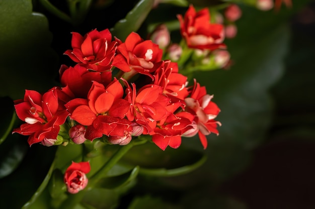 Flaming Katy da espécie Kalanchoe blossfeldiana