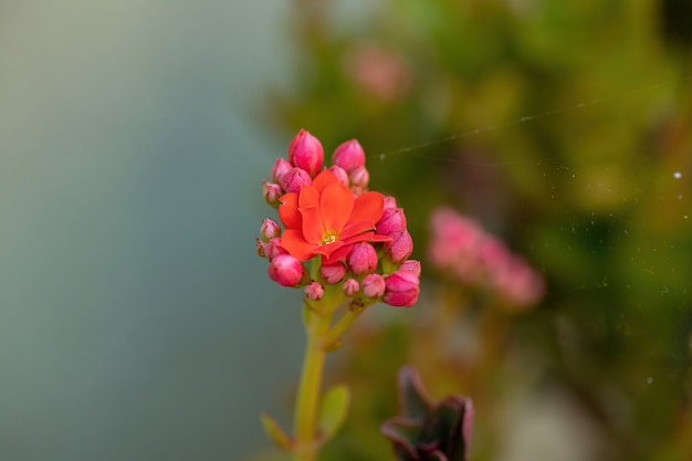 Flaming Katy Red Flower da espécie Kalanchoe blossfeldiana com foco seletivo