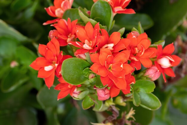 Flaming Katy Red Flower der Art Kalanchoe blossfeldiana