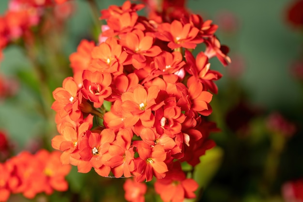 Flaming Katy Red Flower de la especie Kalanchoe blossfeldiana con enfoque selectivo