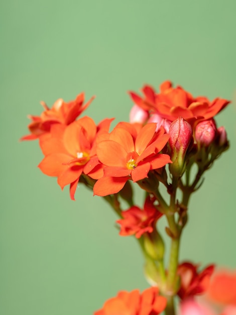 Flaming Katy Red Flower de la especie Kalanchoe blossfeldiana con enfoque selectivo