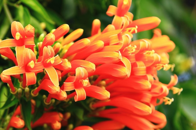 Flaming Trumpet oder Firecracker Vine oder Orangetrumpet Vine Blumen blühen im Garten