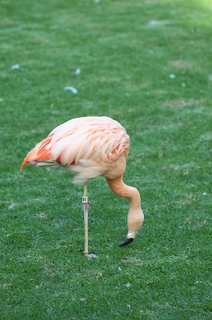 Flamingo adulto rosa sobre un suelo de hierba