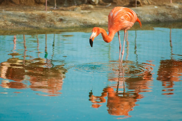 Flamingo alaranjado na luz - água azul. vida selvagem de pássaros exóticos tropicais.