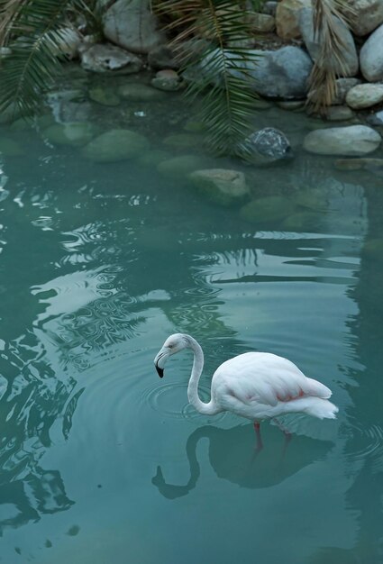 Foto flamingo andino en el lago foto de alta calidad