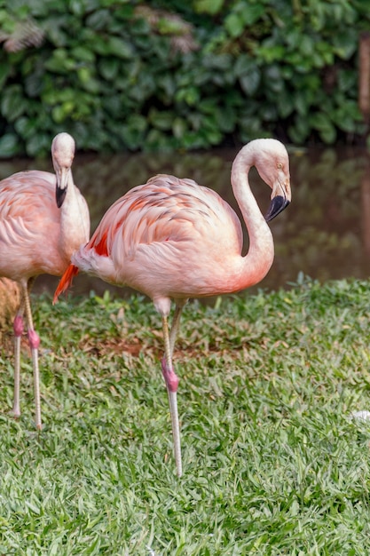 Flamingo auf einem grünen Rasen in Santa Catarina