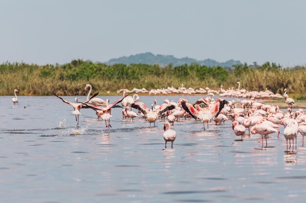 Flamingo auf einem See