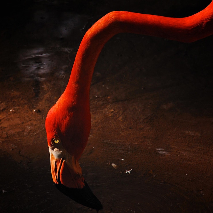 Foto flamingo bebendo água do lago no zoológico