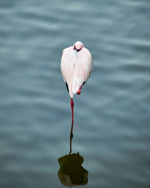 Flamingo bird zoo superficie del agua zoo