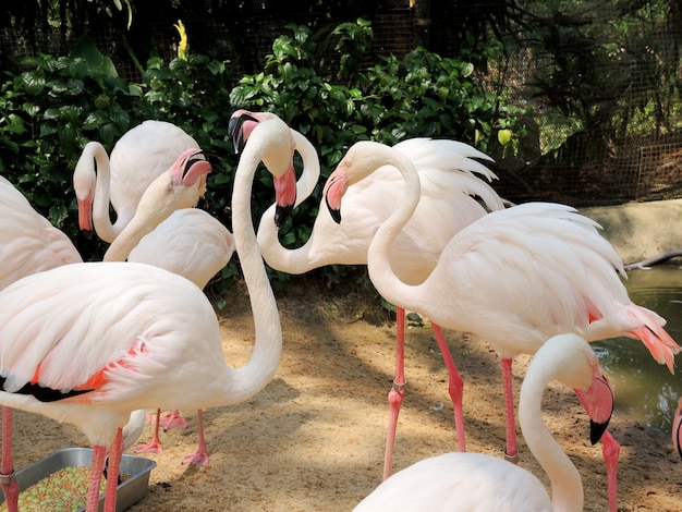 Foto flamingo birds