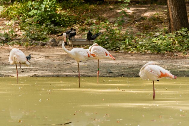 Flamingo camina sobre el agua