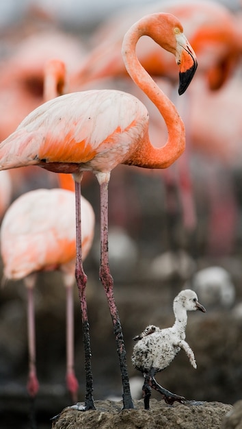 Flamingo caribenho em ninho com filhotes