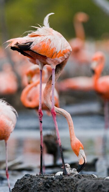 Flamingo caribenho em ninho com filhotes