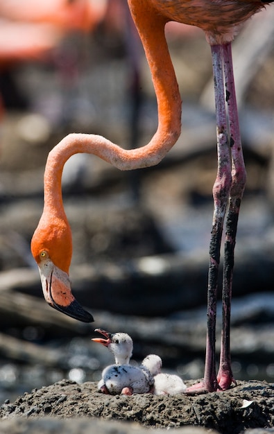 Flamingo caribenho em ninho com filhotes