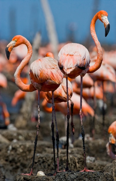 Flamingo caribenho em ninho com filhotes