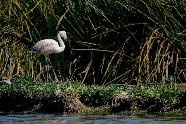 Flamingo chileno phoenicopterus chilensis