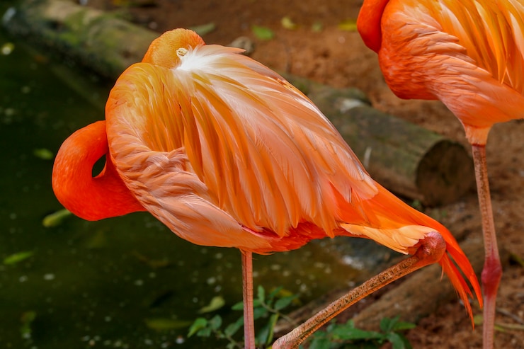 Foto flamingo closeup sobre oscuro