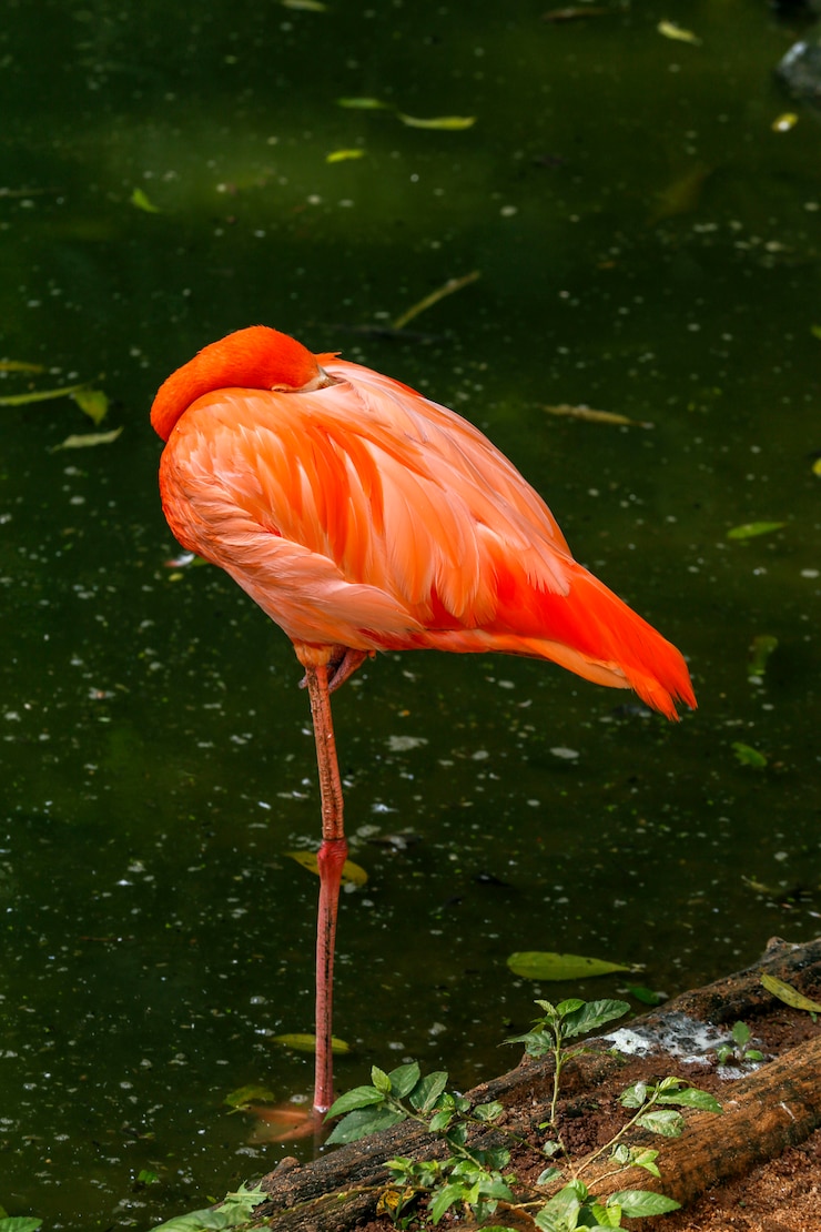 Foto flamingo closeup sobre oscuro