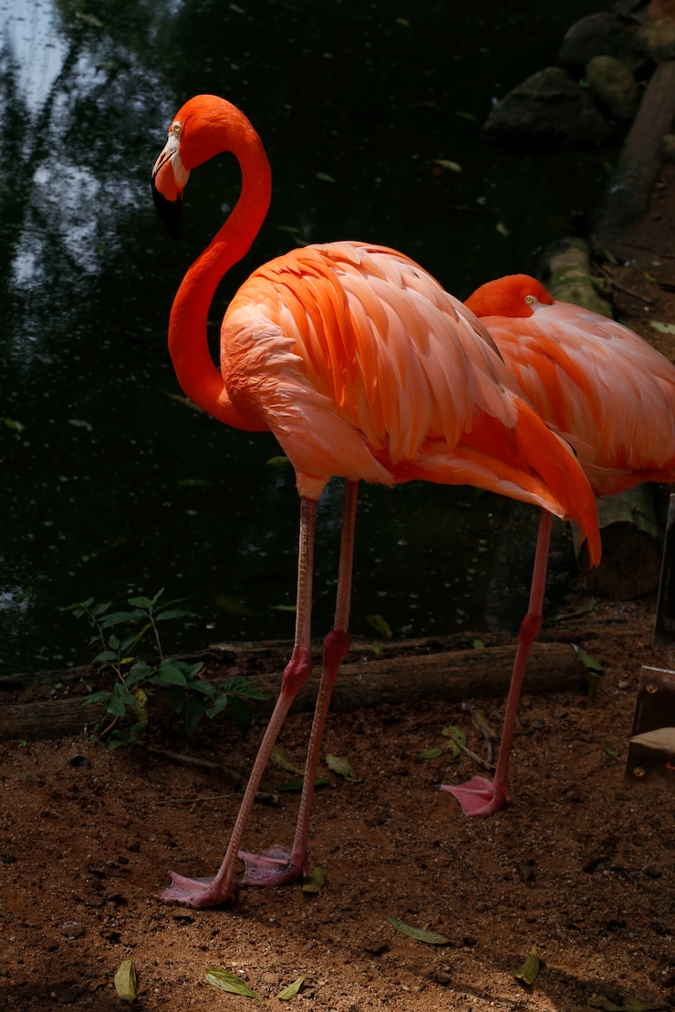 Foto flamingo closeup sobre oscuro