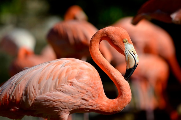 Flamingo das Caraíbas nome latino phoenicopterus ruber