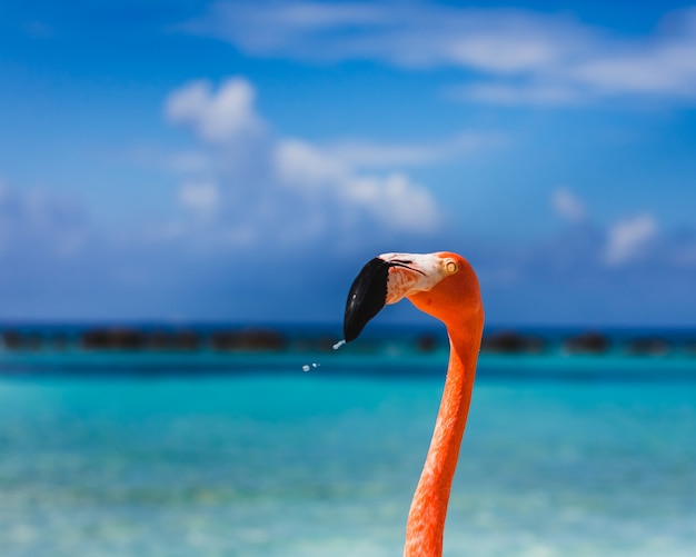 Flamingo, der auf einem tropischen Strand steht