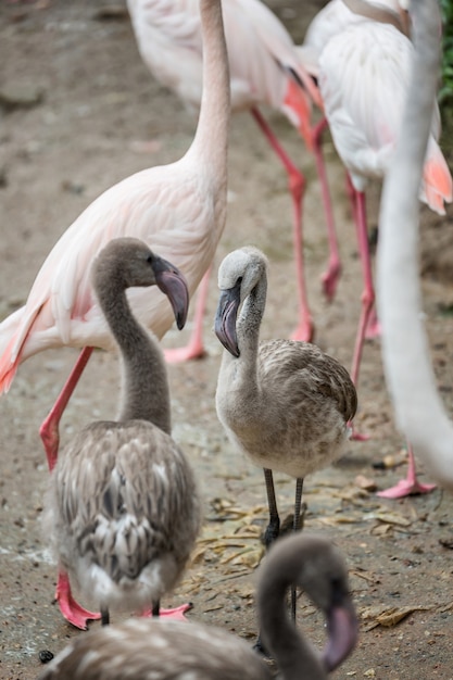 Flamingo do bebê que está no meio de seu rebanho.