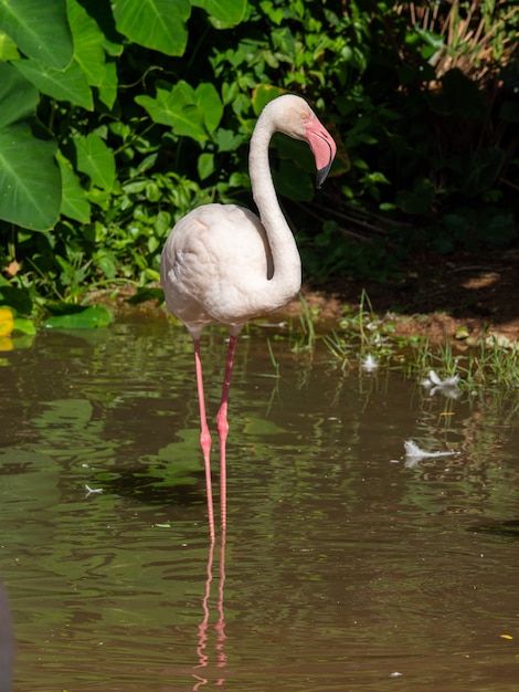 Flamingo é a mais bonita do mundo