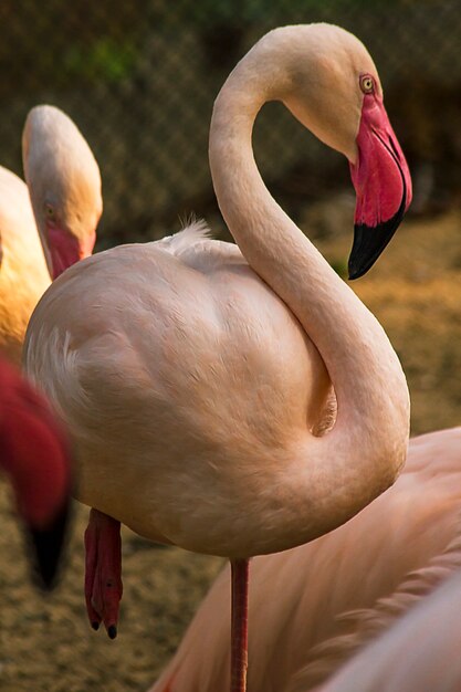 Flamingo é uma ave muito bonita