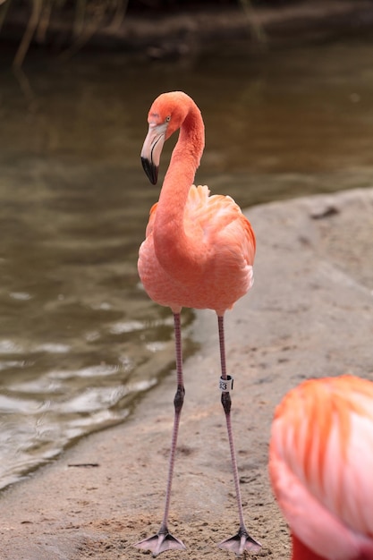 Flamingo empoleirado na margem do lago