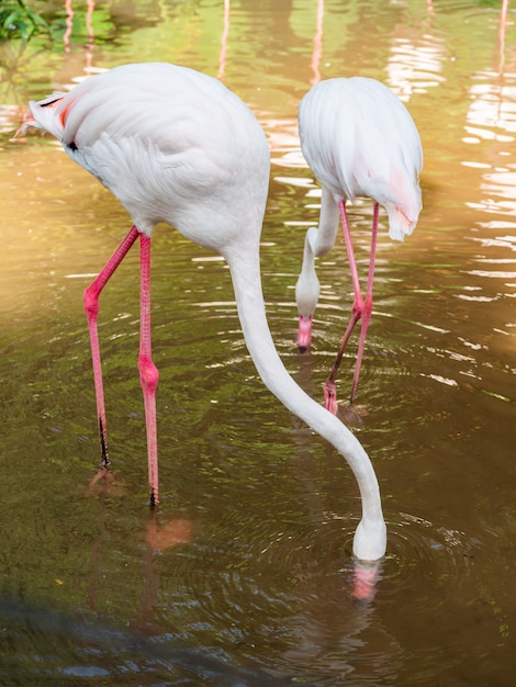 Flamingo es la más bella del mundo.