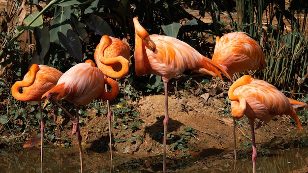 Flamingo es la más bella del mundo.