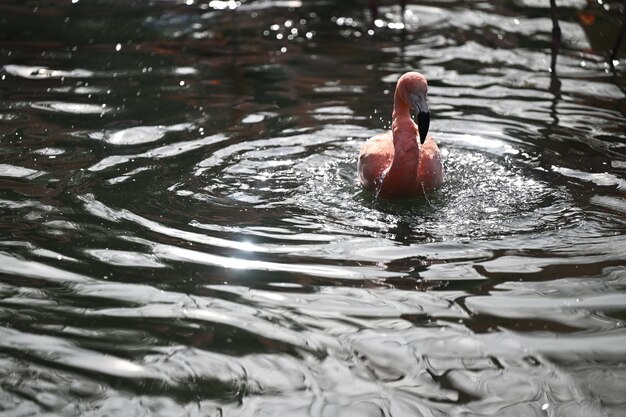 Foto flamingo flotando en el agua y mirando hacia algo con el pico abierto