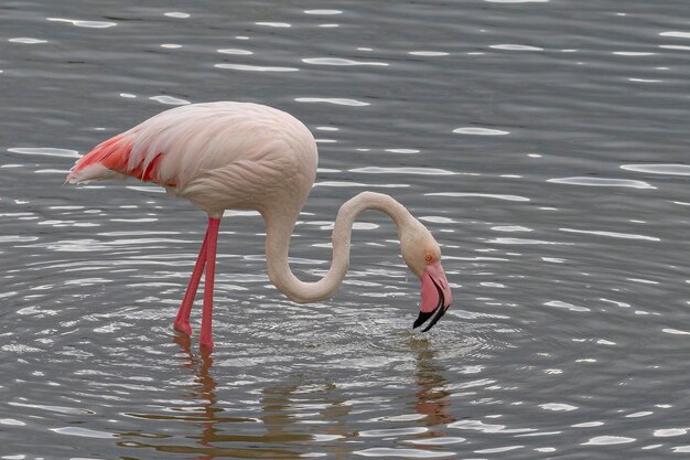 Foto flamingo-grande phoenicopterus roseus malaga espanha