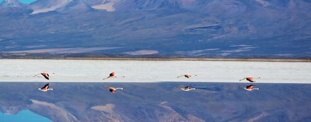 Flamingo im Flug in den Bergen