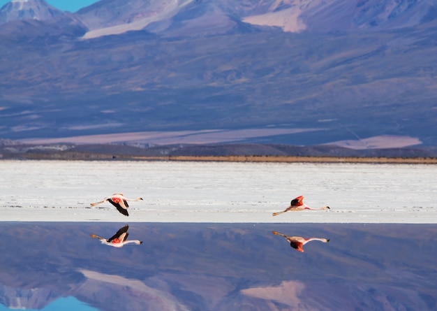 Flamingo im Flug in den Bergen