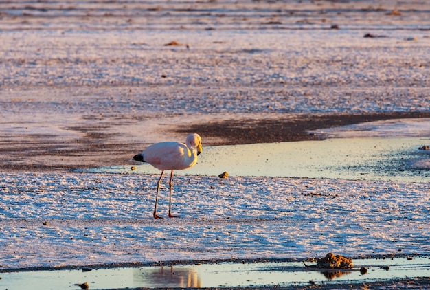 Flamingo im Flug in den Bergen