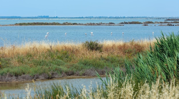 Flamingo im Park des Flusses Po Italien