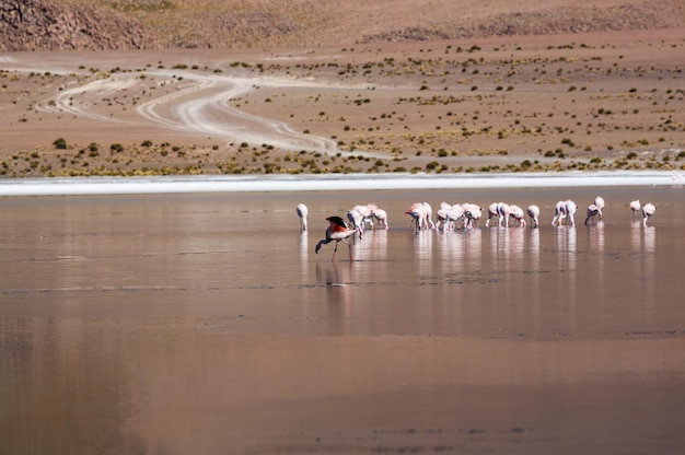 Flamingo im See des bolivianischen Altiplano