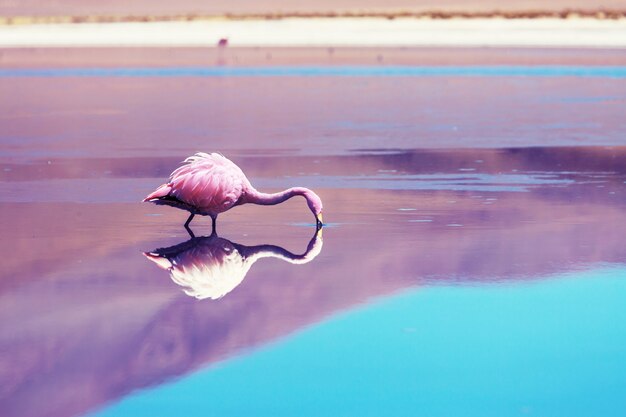 Flamingo im See des bolivianischen Altiplano