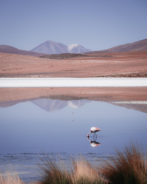 Foto flamingo im see