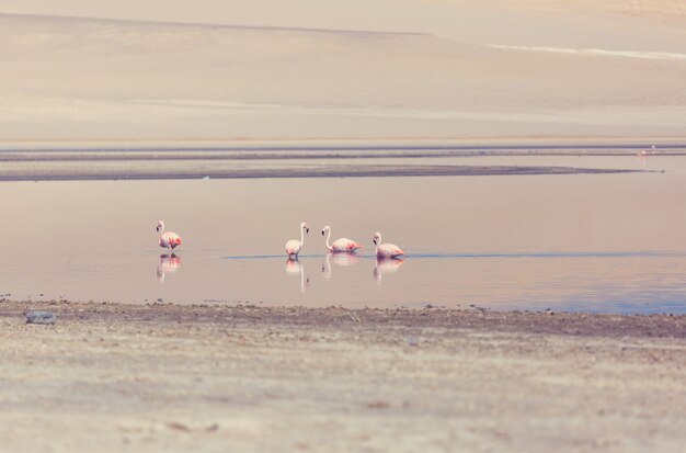 Flamingo in Peru