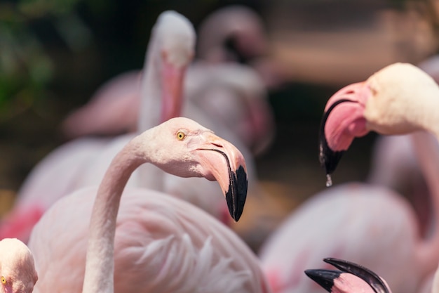 Flamingo in Peru