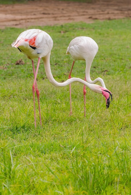 Flamingo isst Lebensmittel auf der Wiese