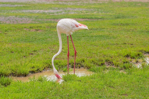 Flamingo isst Lebensmittel auf der Wiese