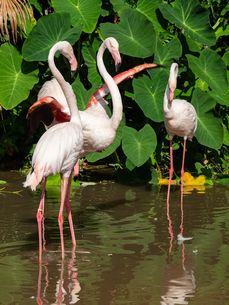 Flamingo ist der schönste der Welt