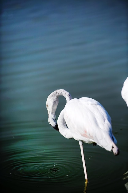 Flamingo en el lago